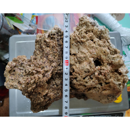 Żywa skała do akwarium morskiego - bryła nr. 8